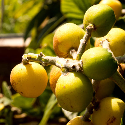 Loquat Plant Live 3 Gallon Pot, Seedling Tropical Outdoor Fruit Tree, Golden Loquat for Growing, 2 to 3 Ft Tall, No Ship to CA