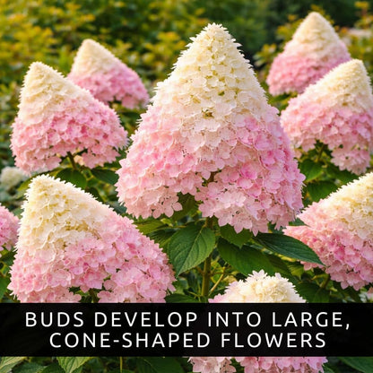 Pee Gee Hydrangea Live Plants – Hydrangea Paniculata ‘Grandiflora’ – Large Pink & White Cone-Shaped Blooms – Hardy Flowering Landscape Shrub – Live Garden Plant (3 Plants)