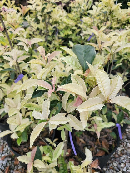 Live Plant - Noble Lady Fragrant Tea Olive (Qiannan Guifei) - Live Plant - (2.5 Qt)
