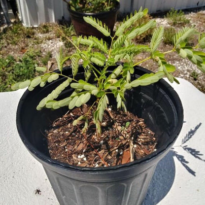 Live Plant - Royal Poinciana - Flamboyant/Flame Tree - 6-12" Tall Live Plant - Delonix regia