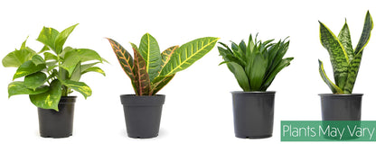 Essential Houseplant Collection (4PK) in 4.25" Grower Pots, Easy Air Purifying Plant Pack with Pothos, Syngonium, Philodendron, & More Popular Live Houseplants for Beginners by Plants for Pets