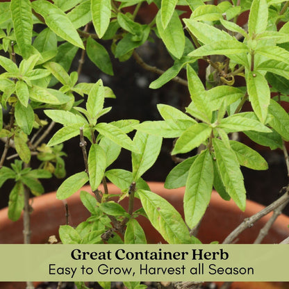 Clovers Garden Lemon Verbena Herb Plants – Two (2) Live Plants – Non-GMO - Not Seeds - Each 4" to 8" Tall – in 4" Inch Pots - Bright Lemony Herb, Great Grower
