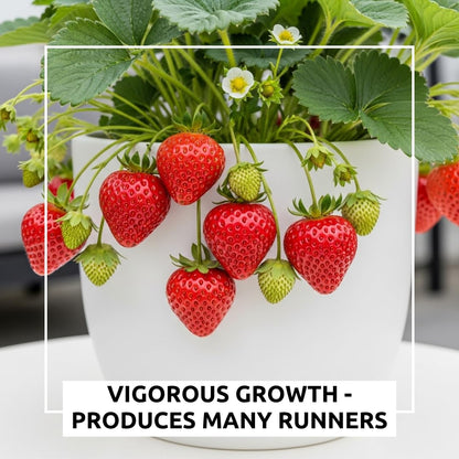 Berrylicious Ozark Beauty Strawberry Plants (10 Plants) – Everbearing Variety for Home Gardens – Grow Your Own Fresh, Sweet Strawberries – Perfect for Strawberry Shortcake