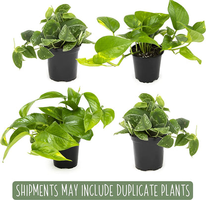 Live Pothos Plants (4PK) + Classic Houseplant Collection (4PK) - Low Maintenance Indoor Plants Purify Air, Easy to Grow Hanging Plants and Trailing Vines in 4 Inch Nursery Pots