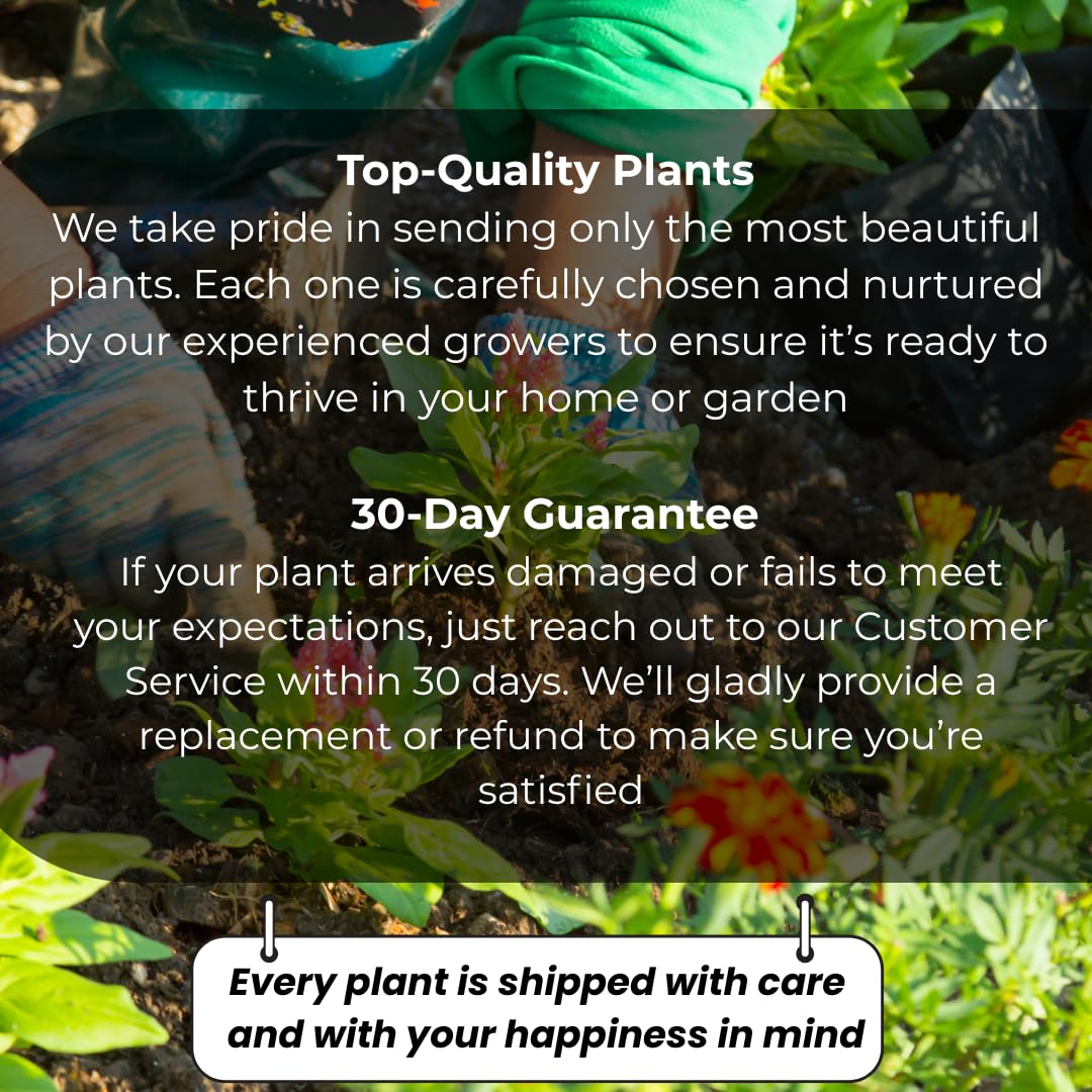 5 Amorpha fruticosa Live Plants 6–12 Inch | False Indigo Bush Starter Tree | Fast-Growing Native Plant with Showy Purple Blooms | Great for Wild Gardens
