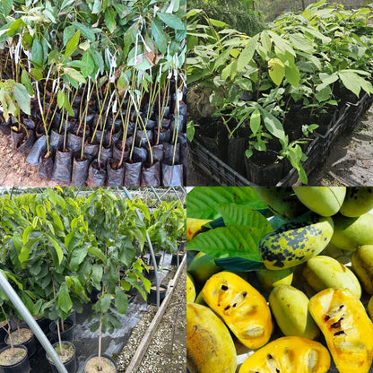 Pawpaw Tree Live Plant, 6-14 Inch Tall, Quart Pot, Cold Hardy Paw Paw Plant Live, Pawpaw Fruit Tree for Outdoor Planting