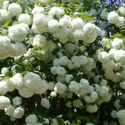 Shakaz Viburnum Shrub – Evergreen Flowering Shrub with White Fragrant Blooms and Glossy Foliage, Low-Maintenance Landscape Plant for Gardens & Borders (2 Gallon/Potted/Single)