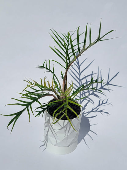 Philodendron Tortum Live Plant | Ships from CA | Available in Modern White Self-Watering Planter | Air Purifying & Pet-Friendly (+ Moden White Self-Watering Planter, Small Plant)