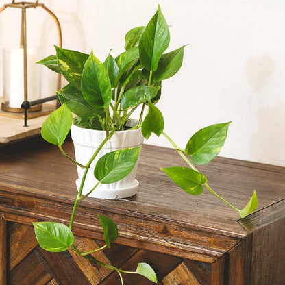Pothos Golden (6 inch) - Lucky Houseplants - 4/6 inch Unique Live Decorative Houseplants - Easy to Care Indoor Plants, Perfect for Office, Home & Feng Shui Decor