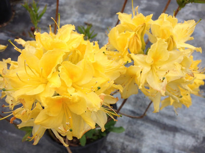 Live Plant - Aromi Azalea Rhododendronsmall Starter Plant