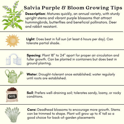 Clovers Garden Salvia Purple and Bloom Plants - Two (2) Live Plants – Non-GMO - Not Seeds - Each 4" to 8" Tall – in 4" Inch Pots - Pollinator Magnet, Heat Tolerant, Low Maintenance