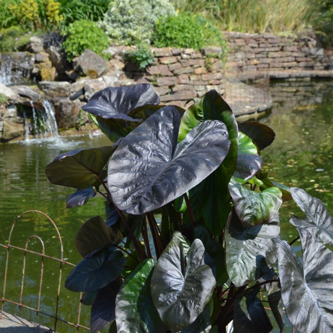 Colocasia Elephant Ears Live Plant, Alocasia Plant, Esculenta Taro Live Houseplant, 5-7 Inc Tall (Black)