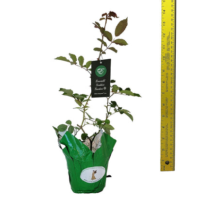 Prom Queen Climbing Rose - Antique Heirloom Rosa Hybrid - Live Plant - Perpetual Fragrant Double White Pink Flower - Emerald's - Starter Size - 4 Inch Pot