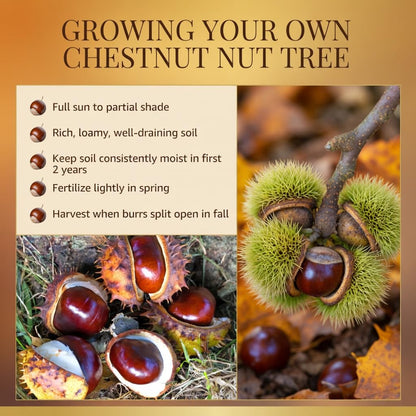 Live Chestnut Tree 6–12 Inch Tall Seedling, Chestnut Nut Tree Plant for Outdoor Planting, Hardy Garden Tree
