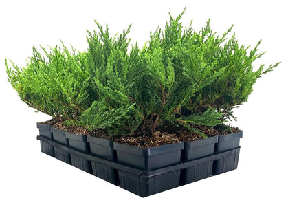 Juniper Andorra Compacta | 3 Live 4 Inch Pots | Juniperus horizontalis ‘Andorra Compacta’ | Low-Growing Evergreen Ground Cover | Drought-Tolerant Landscaping Plants