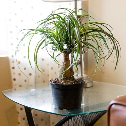 Perfect Plants Ponytail Palm | Beaucarnea Recurvata | 10in Tall | Easy Care Houseplant | Perfect for Bright Light Conditions, 6 in Grower's Pot, | Air Purifying