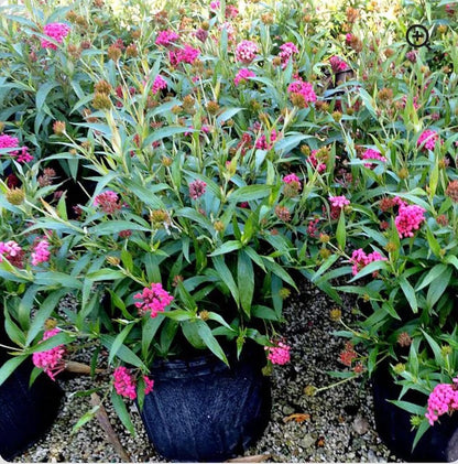 RedCrocus - RedCrocus Panama Rose Rondeletia Leucophylla | Vibrant Red Blooms, Full Sun to Partial Shade | Attracts Pollinators | Container & Border Planting 10" Pot
