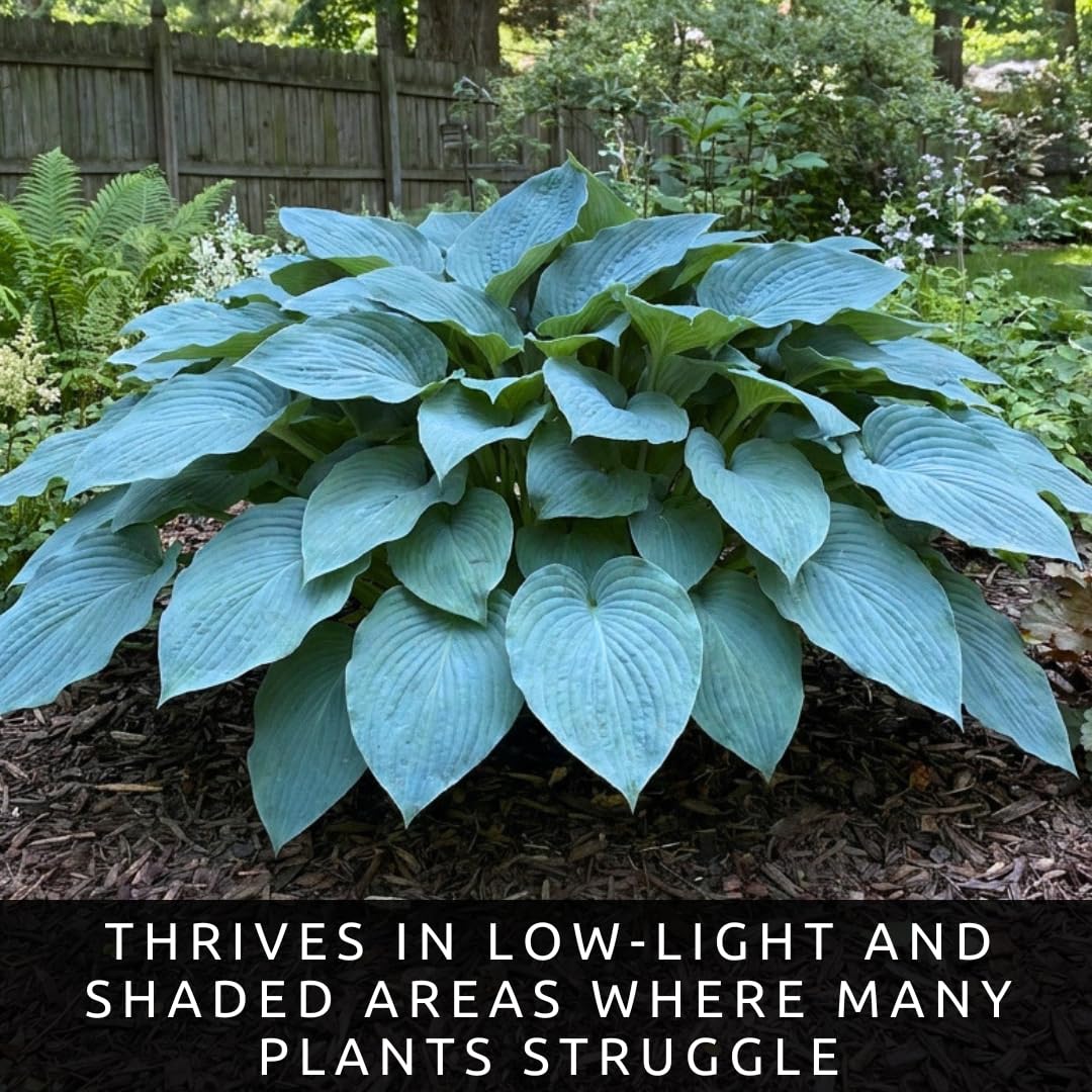 Blue Angel Giant Hosta Plant for Growing - Perennial Shade Plant - Large Blue Green Foliage - Easy to Grow Outdoor Landscaping Garden Border Plant