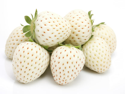 White Strawberry Plants for Growing - White Pineberry are Tasty and High Yielding Each Season (10 Plants)