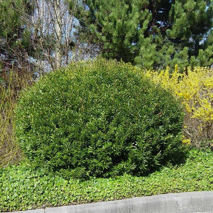 Wax Myrtle Don's Dwarf I 3 Live Plants I Myrica Cerifera | Compact Evergreen Shrub with Aromatic Foliage, Ideal for Small Spaces, Hedges, & Landscape Accents