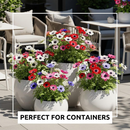 25 Anemone De Caen Flower Bulbs – Jewel Mix White, Pink, Red & Blue Mix – Vibrant Spring Blooms for Garden Beds, Borders, Patio Pots, and Cut Flower Bouquets
