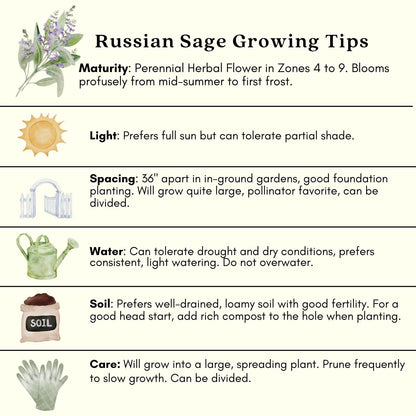 Clovers Garden Russian Sage Plants – Two (2) Live Plants – Non-GMO - Not Seeds - Each 4" to 8" Tall – in 4" Inch Pots – Hardy Flowering Perennial, Pollinator Favorite