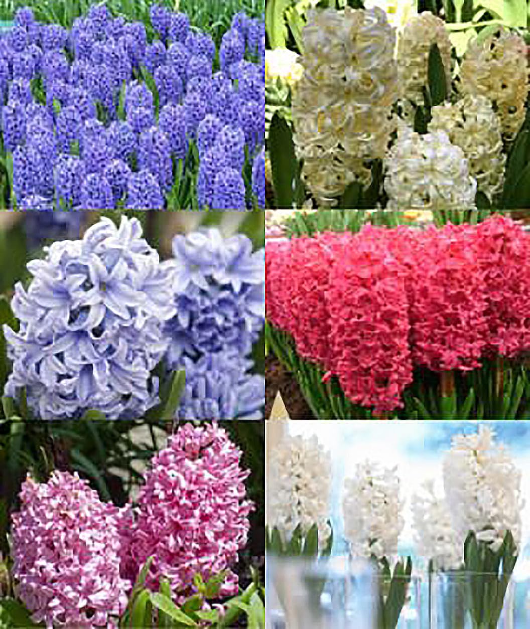 5 Aida Hyacinth Bulbs - 16-17 cm, Vibrant Spring Blooms in Rich Colors for Zones 4-10, Pre-Chilling Required for Zones 8-10 for Optimal Growth