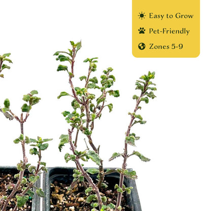 4 Wall Germander – Compact Evergreen Groundcover Shrub with Glossy Aromatic Foliage & Purple Summer Flowers (Teucrium chamaedrys) in 3.5″ Cubes, Live Plants