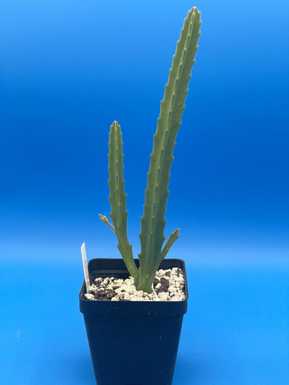 Stapelia Ambigua 3.5 Inch Potted Plant Well Rooted Starfish Cactus - No Shipping to California Or Arizona!