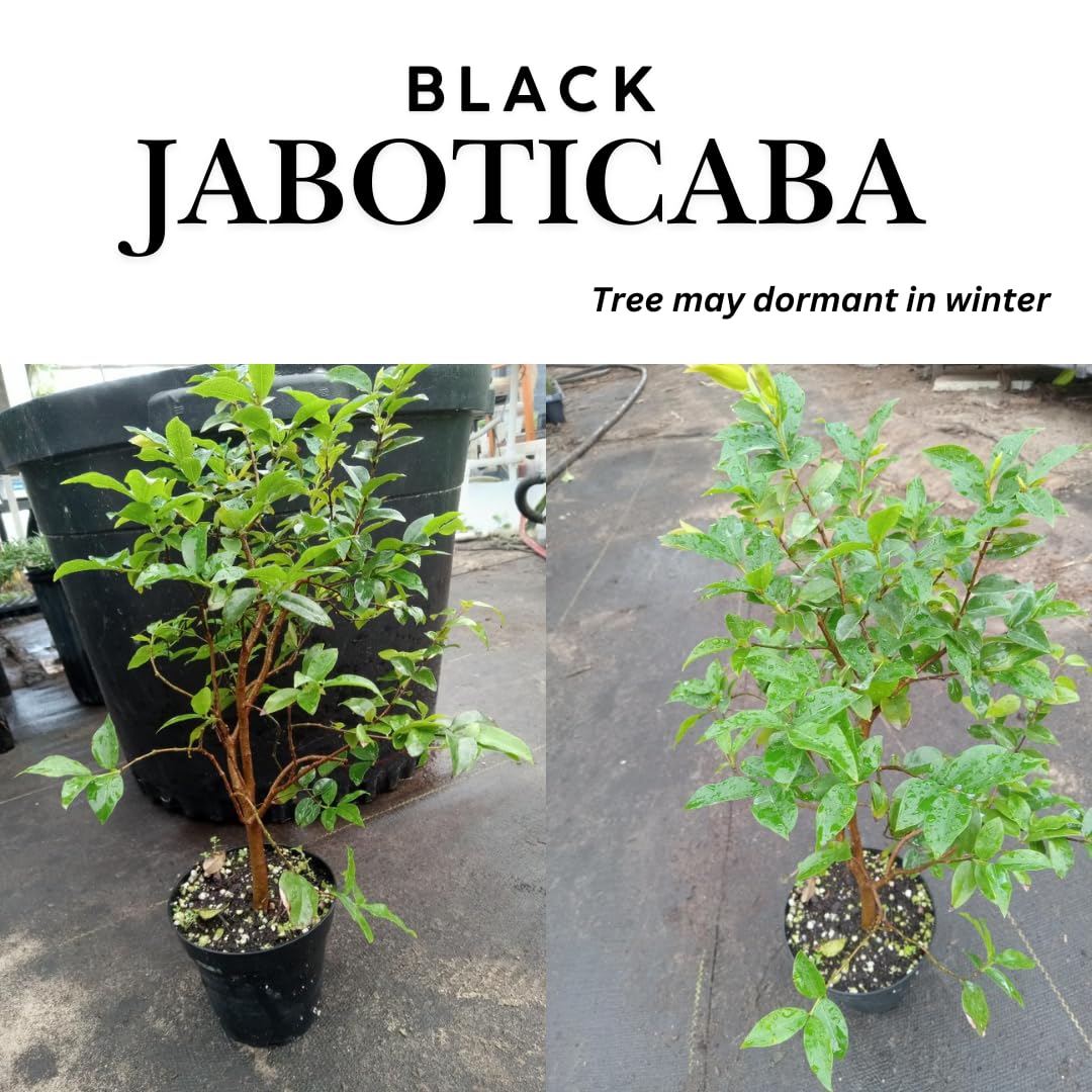 2 Years Old Black Juboticaba Tree Live Plant, Jaboticaba Fruit Trees, Well Rooted 2 to 3 Feet in Tall in Gallon Pot, Ready to Bear Fruit