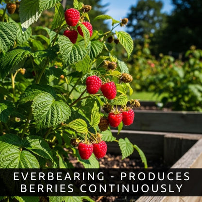 Joan J Raspberry Plants – Thornless Red Raspberry with Large Sweet Berries – Everbearing Fruit Plants for Home Gardens (3 Plants)