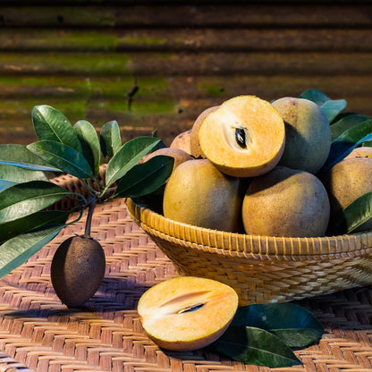 Live Sapodilla Tree, Tropical Sapodilla Fruit Tree, Sweet Fruit, 2–3 Feet Tall, Ready for Planting