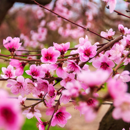 GURNEY'S - Captain Crunch Reachables Dwarf Nectarine Dormant Bare Root Starter Fruit Tree - Due to State restrictions Can't Ship to: CA, CO, ID, MT, OR, or WA