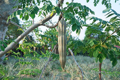 25 Seeds of The Tree of Life - The Moringa Tree - Superfood, Easy to Grow, Fast Growing Tree with Edible Leaves, Stems, Seeds - Marde Ross & Company…