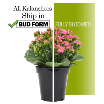 Florist Kalanchoe Live Succulent Plants (3 Pack), Flowering Flaming Katy Succulents, Easy Plant Care, Approx. 7 in. Tall, Drought-Tolerant Indoor Houseplants in 3.5 in Pots