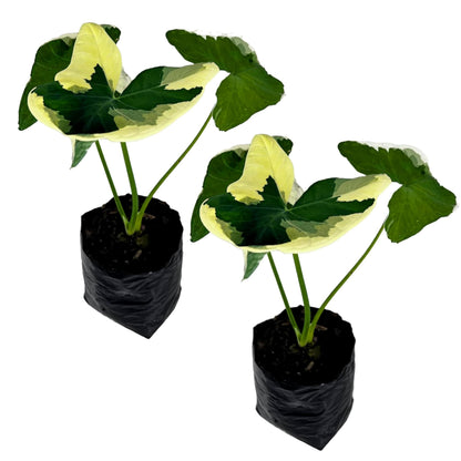 LEAL PLANTS ECUADOR Alocasia Variegated Mickey Mouse (Pack of 2) | Elephant Ear Plant | Heartshape Plant