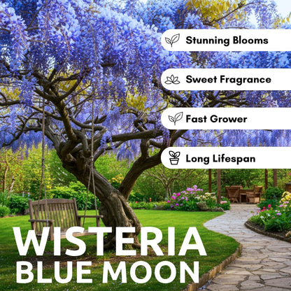 Beautiful Blue Moon Wisteria, Vine Plant, Attracts Hummingbirds, Potted Plant Fragrant Flowrs, in Dormancy (1-2 Feet). not for Sale California
