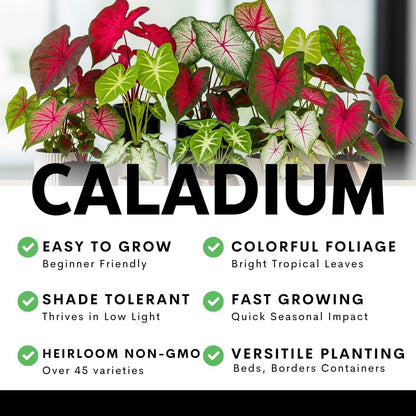Scarlet Arrow Caladium Bulbs – 6 Premium Indoor Plants, Vibrant Red & White Foliage, Easy to Grow, Ideal for Homes, Patios, Gardens, Low Maintenance, Tropical Decor (6 Bulbs)