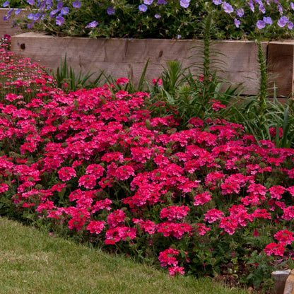 Pack 2 Pink Perennial Verbena Plants, Pink Verbena Live Plants, Verbena Flower Trailing Plants Live for Planting, Pink Verbena Plants in Zones 7 to 11