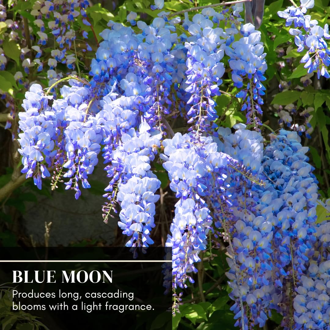 Beautiful Blue Moon Wisteria, Vine Plant, Attracts Hummingbirds, Potted Plant Fragrant Flowrs, in Dormancy (1-2 Feet). not for Sale California