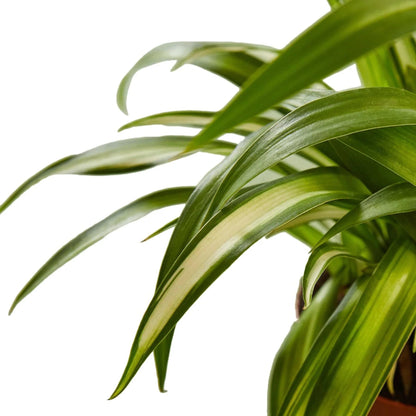 Spider Plant Hawaiian | Live Plant for Indoor & Outdoor | for Living Room, Office, Bathroom | (4" Pot)