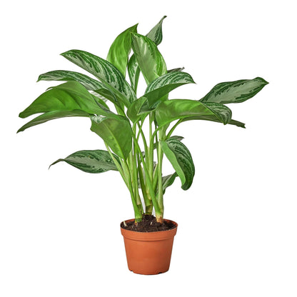 7 Pack Chinese Evergreen 'Silver Bay' - in 6in Pot - Live Plants Tropical Houseplants | Variegated | USA Growers | The Snobby Leaf