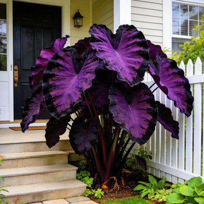 FEWSDVBX Elephant Ear Beautiful Assortment for Outdoor Garden Landscapes,Ideal for Home Gardens & Patios(6)