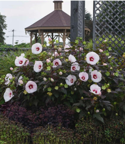 Live Plant - Mocha Moon Hibiscus moscheutos-Small Rooted Starter Plant-Huge 8-10” Blooms