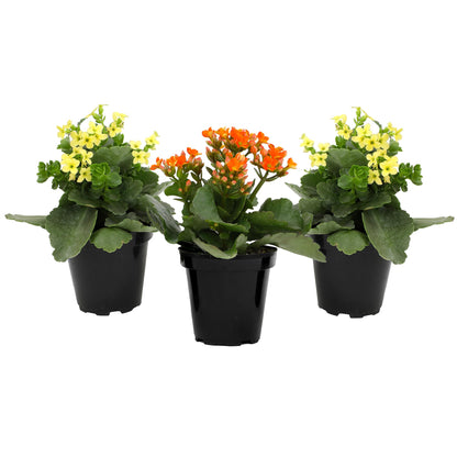 Florist Kalanchoe Live Succulent Plants (3 Pack), Flowering Flaming Katy Succulents, Easy Plant Care, Approx. 7 in. Tall, Drought-Tolerant Indoor Houseplants in 3.5 in Pots