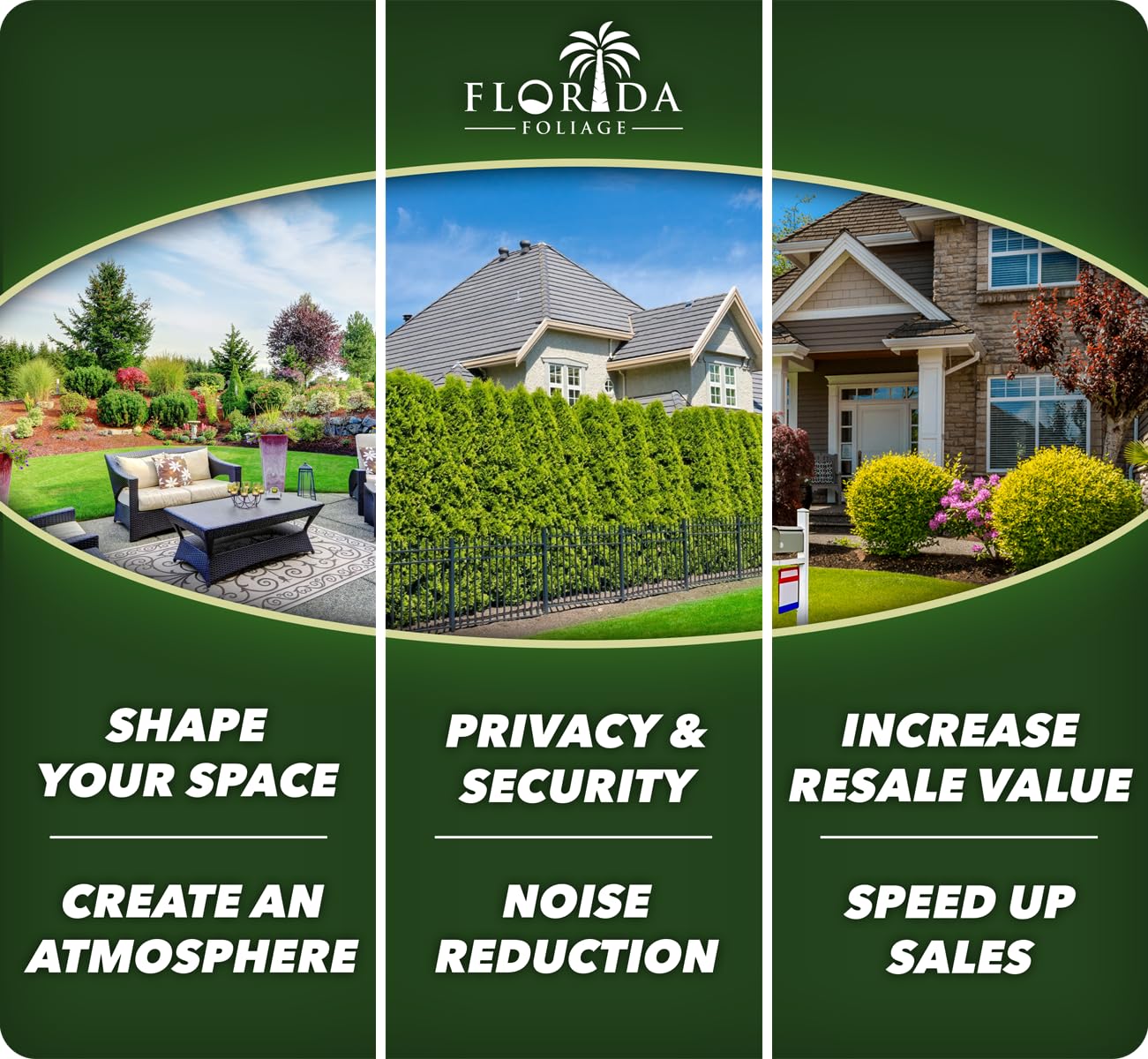 Camellia Sinensis Tea Plant | 10 Live Plants | Hedge Bush, Black, White & Green Tea Leaves, Indoor Outdoor Gardening, Aromatic Evergreen, Full Sun Shrub, Home Brewing