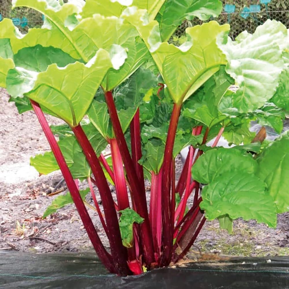 Votaniki Victoria Rhubarb Crown for Planting – Hardy, Sweet & Tart Rhubarb for Your Garden | Easy-to-Grow & Fast-Growing Perennial (5 Pack)