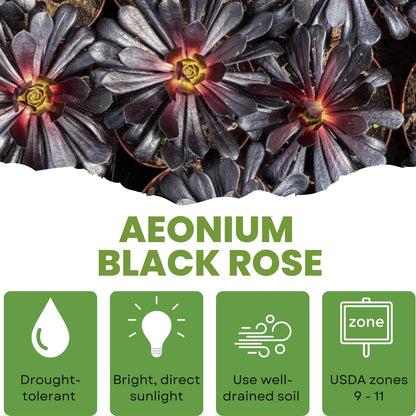 Easy Care Aeonium Plant Live 4” Pot, Rare Succulents Plants Live, Well Rooted, Easy Care House Plants (Black)
