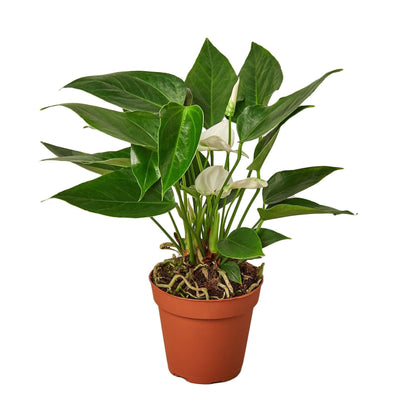 Anthurium 'White' | Live Plant for Indoor & Outdoor | for Living Room, Office, Bathroom | (4" Pot)