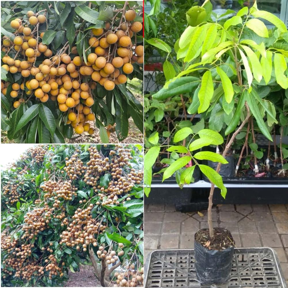 Tropical Longan Tree Live Plant, 1 Year Old Tree, 8-10 Inches Tall in 4 Inch Pot, Well-Rooted Fast-Growing Fruit Tree for Zones 9-11 Outdoor Spring Planting